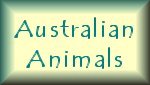 Australian Animals